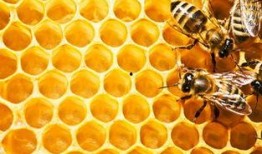 蜂巢在线观看免费,揭秘神秘蜂巢世界的奇幻之旅